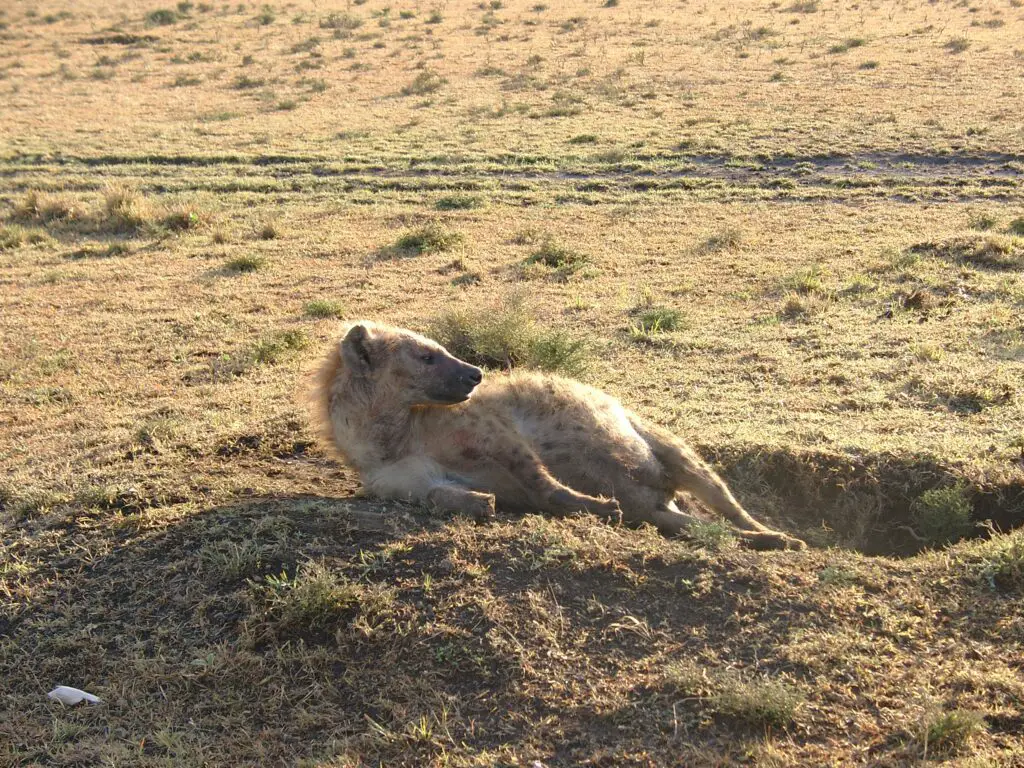 At the Maasai Mara a hyena wakes over the den