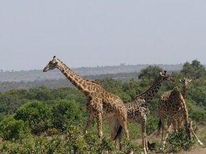 Beautyful elegant giraffe in Maasai Mara Nationa Parc in Kenya