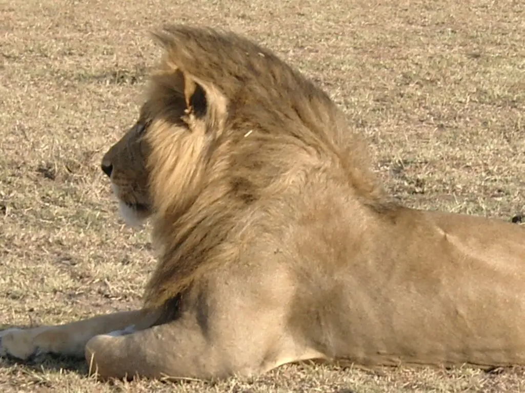 His majesty the Lionat Maasai Mara National Parc