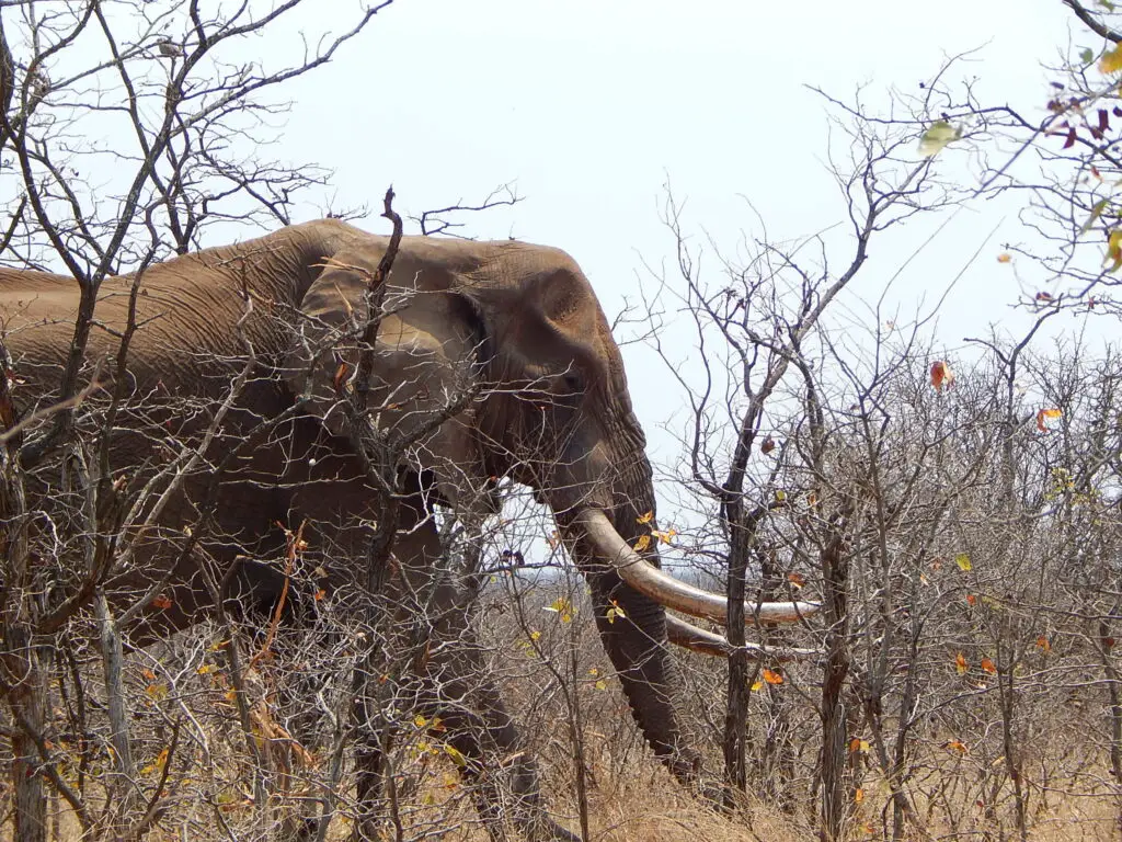 big tusker at kruger national park