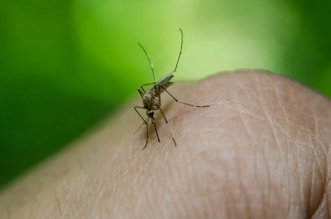 anophele mosquito infected malaria