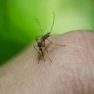 anophele mosquito infected malaria