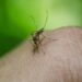anophele mosquito infected malaria