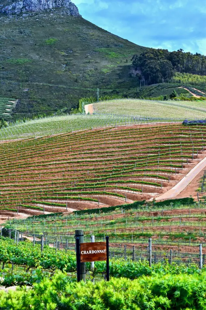 Sipping serenity in the heart of Franschhoek Winelands, where each glass tells a story 