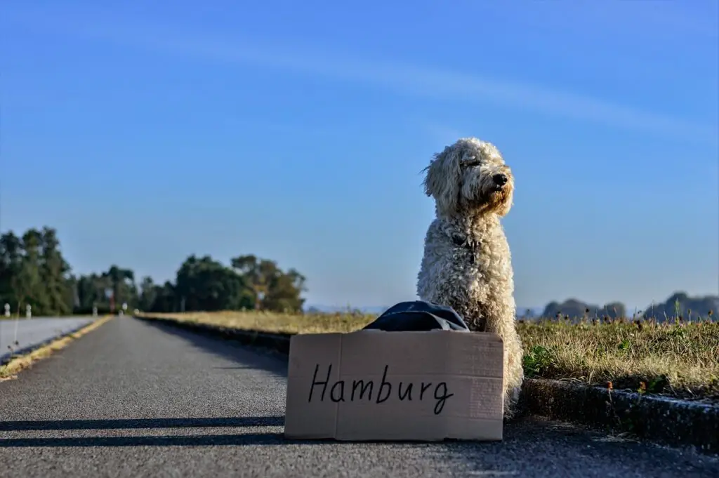 hitchhiking dog