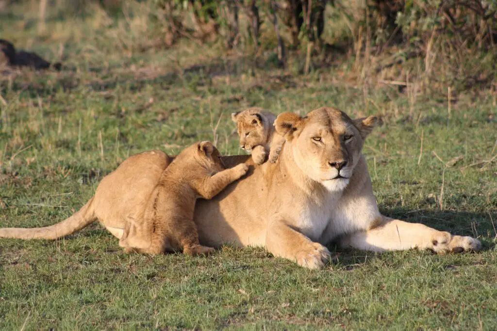 lioness playng with her cubs in Kenya