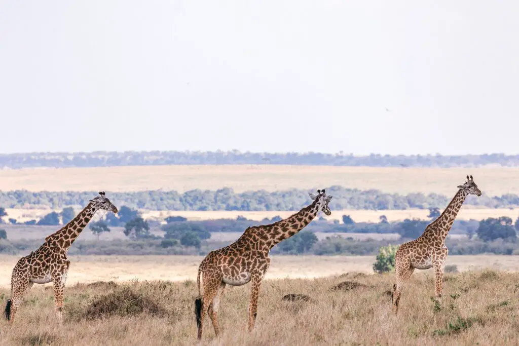  Group of majestic giraffes in Kenya's savannah.
