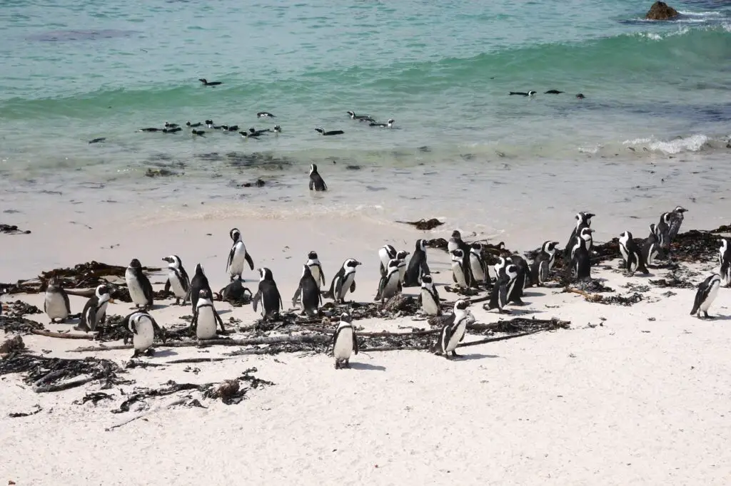 Witnessing the playful charm of Boulders Beach's residents