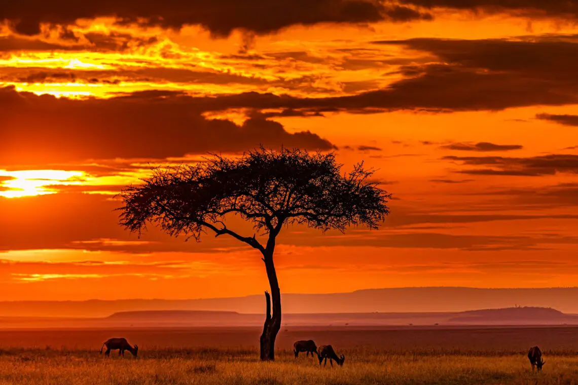 As the day draws to a close on the open grasslands of Africa, the golden light gradually fades into the horizon.