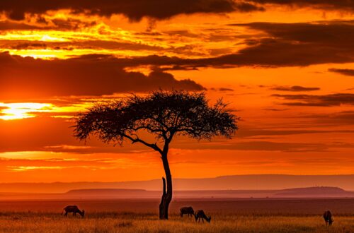 As the day draws to a close on the open grasslands of Africa, the golden light gradually fades into the horizon.