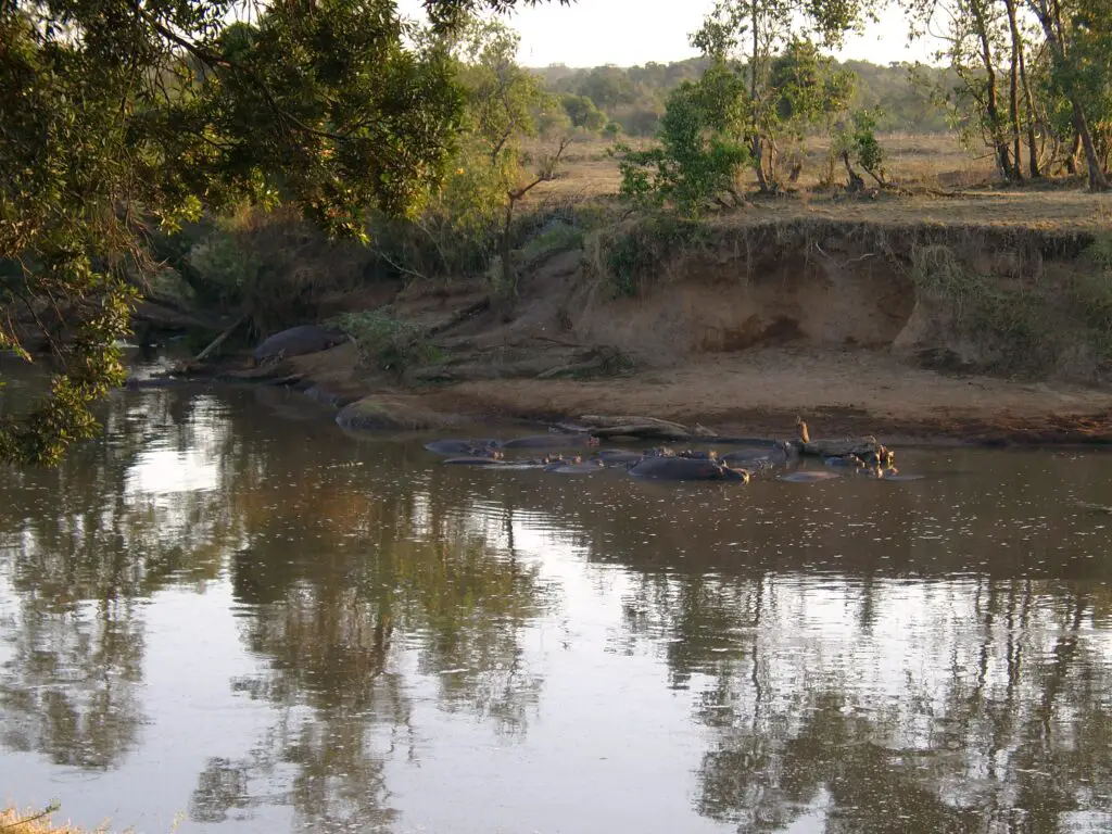 hyppos in the Mara River