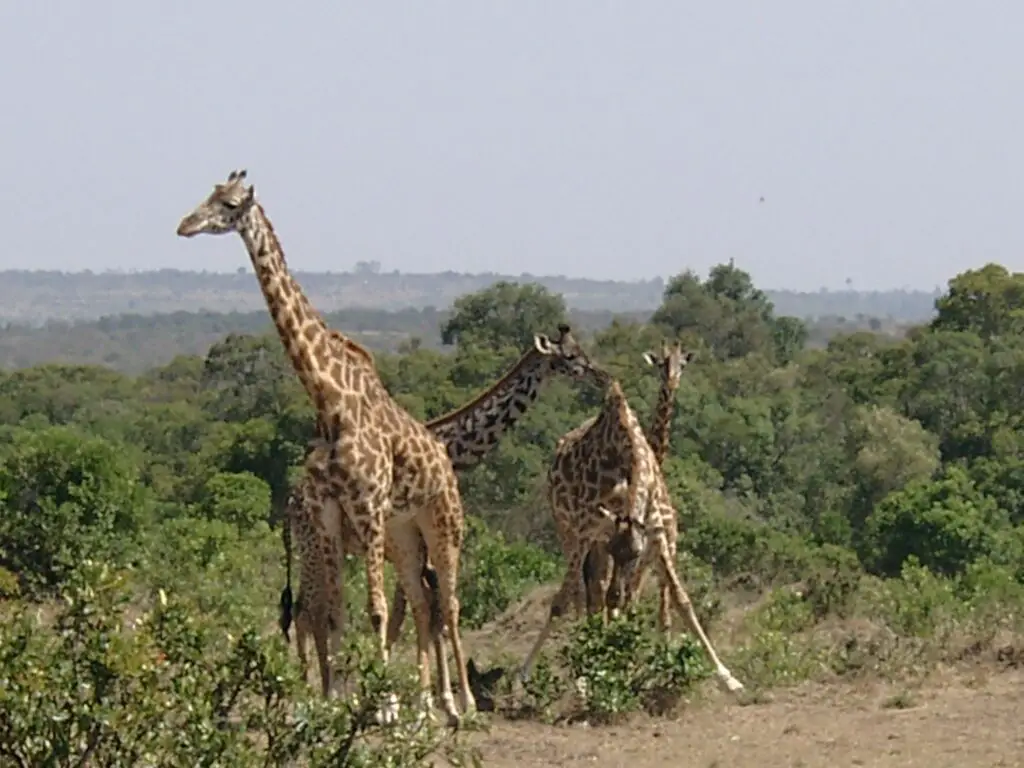 Majestic giants of the African savanna, gracefully roaming the Maasai Mara National Reserve