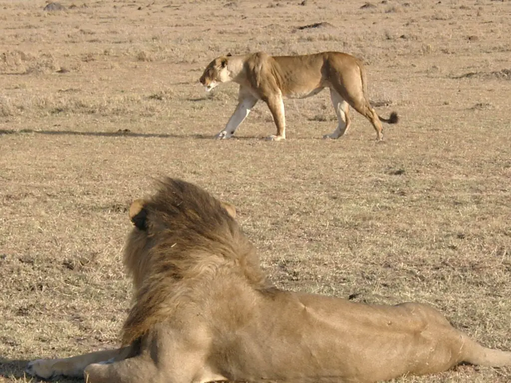 Lion and Lioness at Maasai Mara