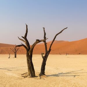 Lost among the haunting beauty of Deadvlei's ancient camel-thorn trees.