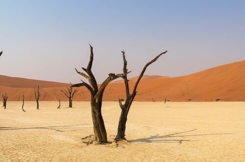 Lost among the haunting beauty of Deadvlei's ancient camel-thorn trees.