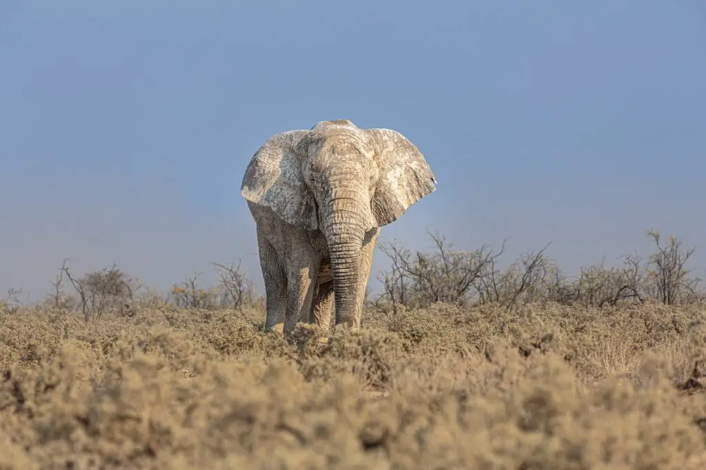 This incredible sight captures an elephant's unique beauty, coated in white mud, a charming moment in Etosha National Park.