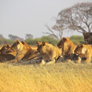lions in savannah