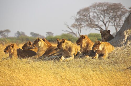 lions in savannah