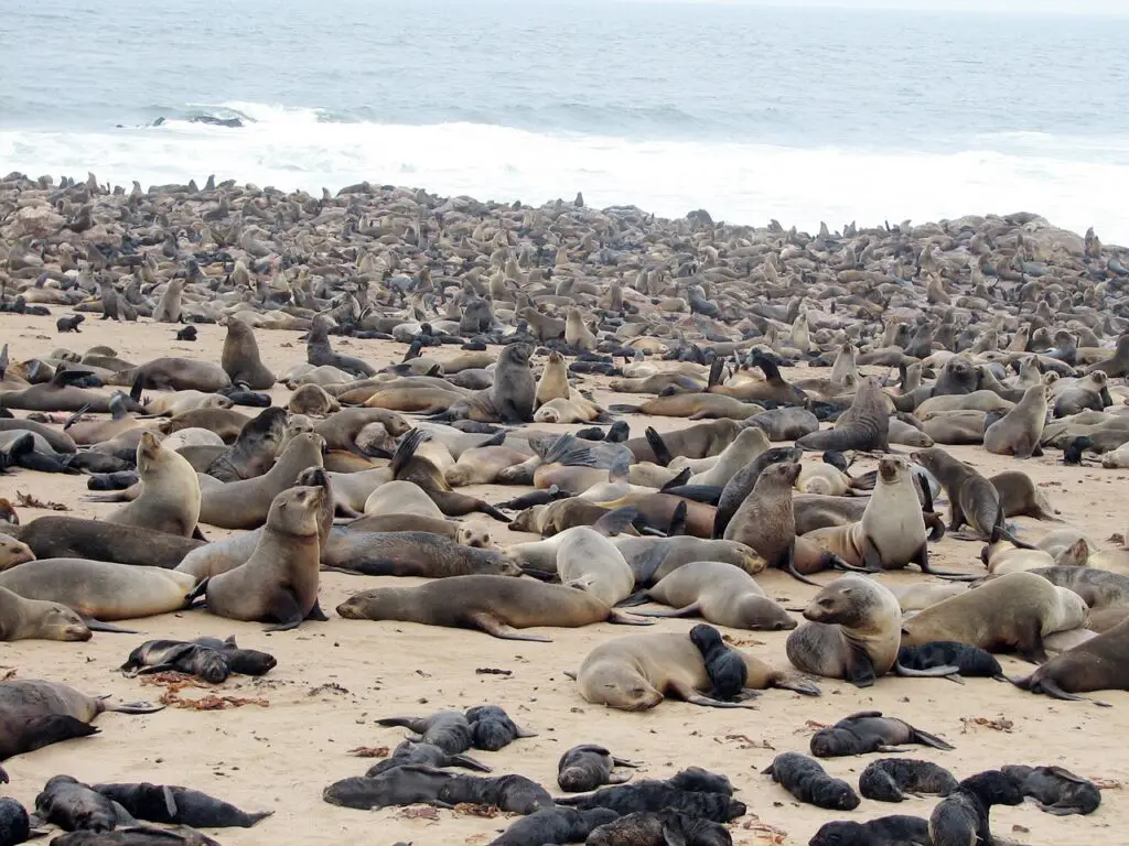 A massive colony of seals at Cape Cross, Namibia, along the Atlantic coast, an overwhelming yet fascinating experience