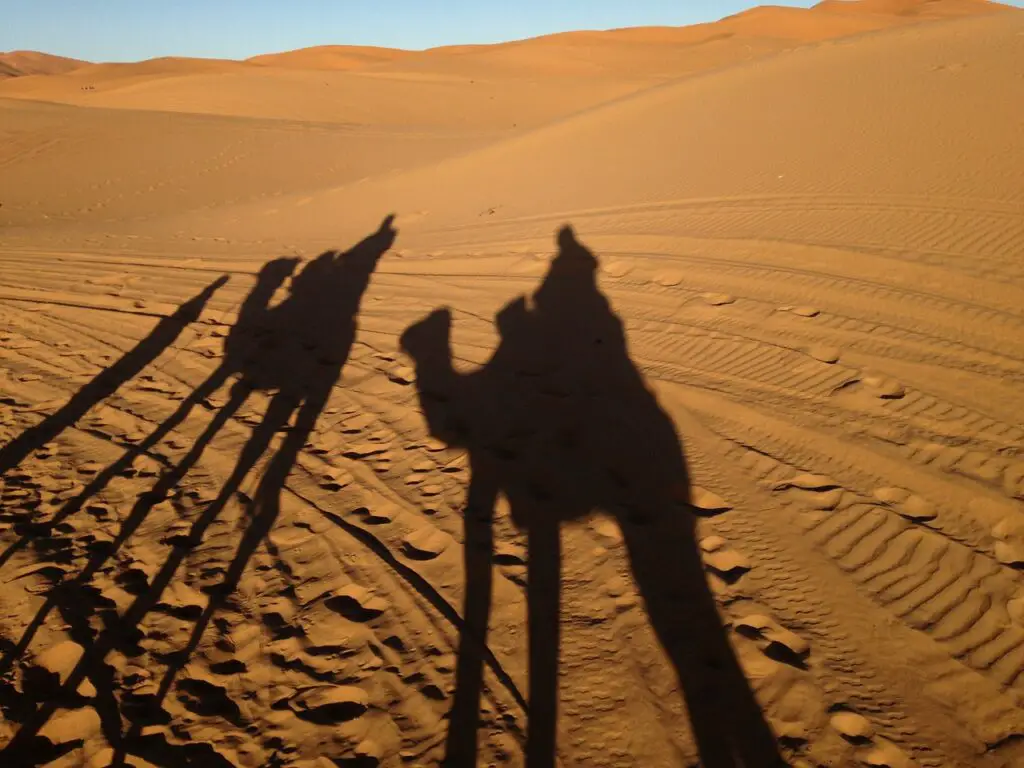the elegance of dromedaries in the desert, as their silhouettes create enchanting shadows on the golden sands.