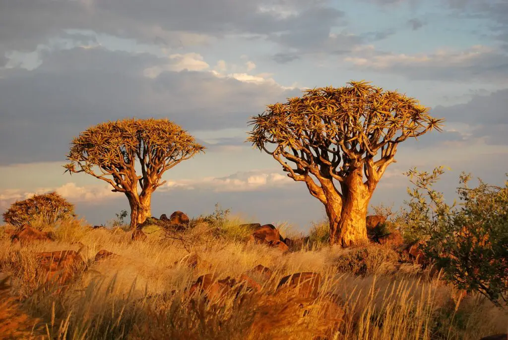 Quiver trees, a sight to behold in the golden light of dusk