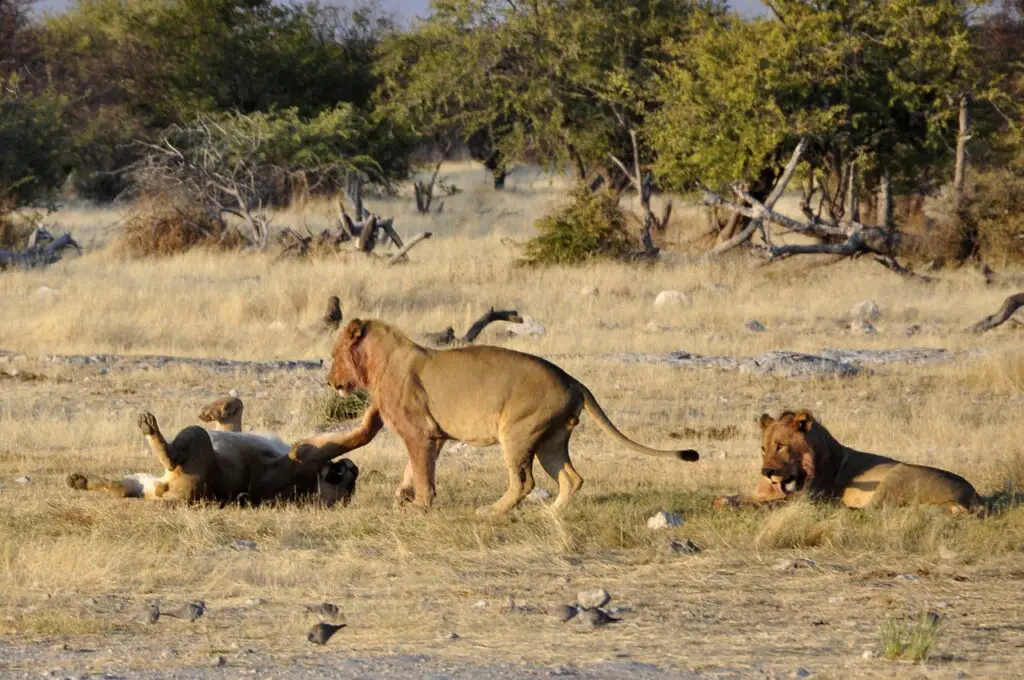 Majestic male lions rule the savannah in Etosha, showcasing the true kings of the wilderness