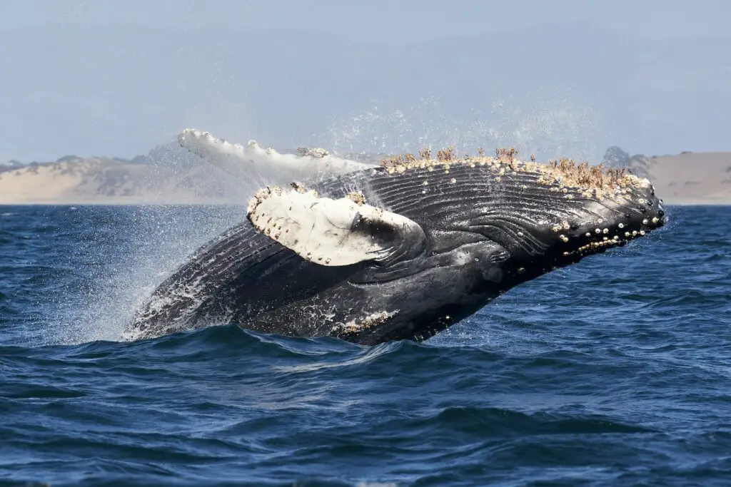 southern right whale gansbaai