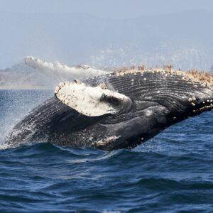 southern right whale gansbaai