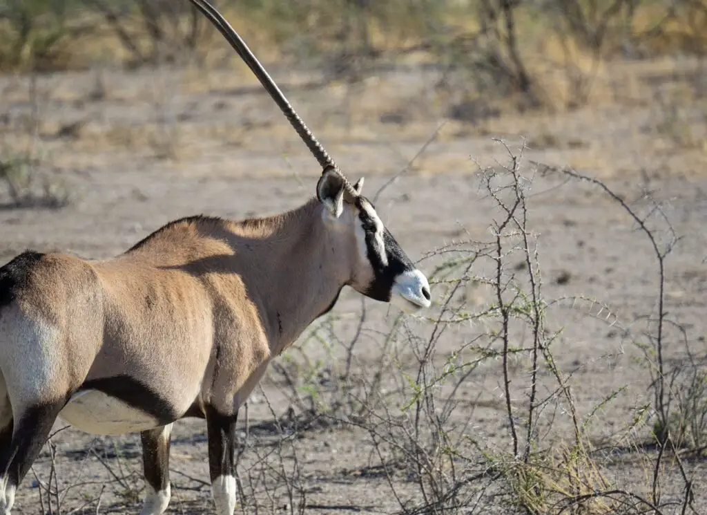  Lone oryx in Namib Desert Landscape