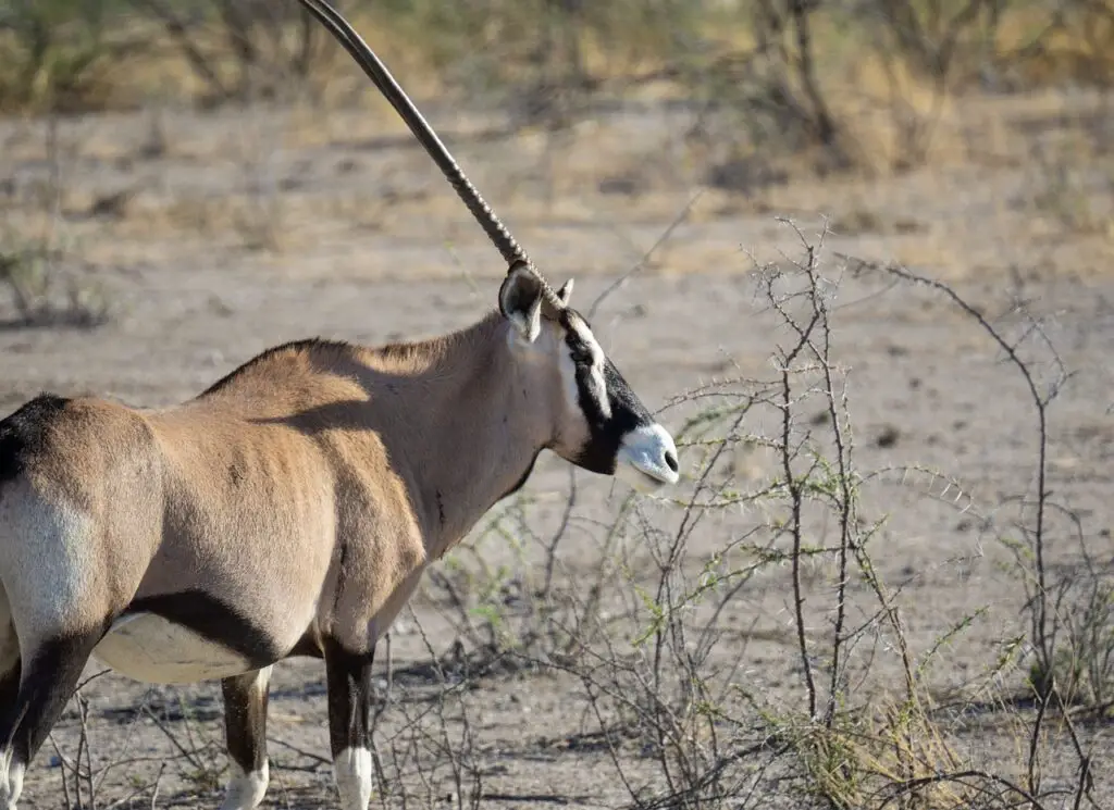 Lone oryx in Namib Desert Landscape