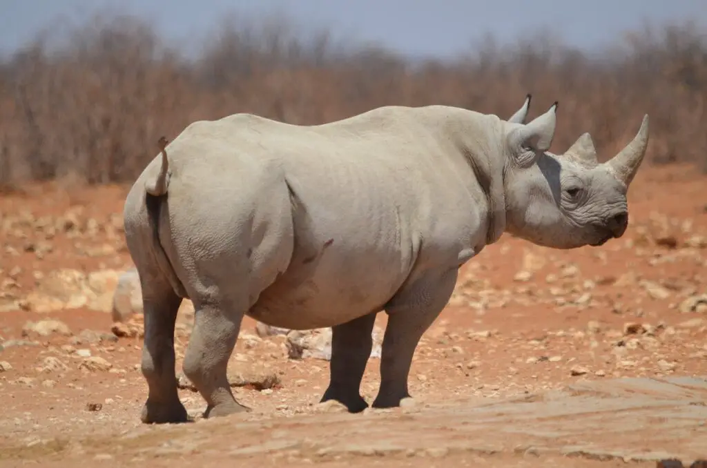 A majestic black rhino graces the plains of Etosha, embodying the untamed beauty of Namibia's wildlife