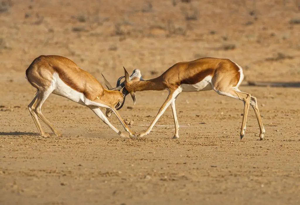 Witnessing the spirited clash of male Springboks during the intense mating season. 
