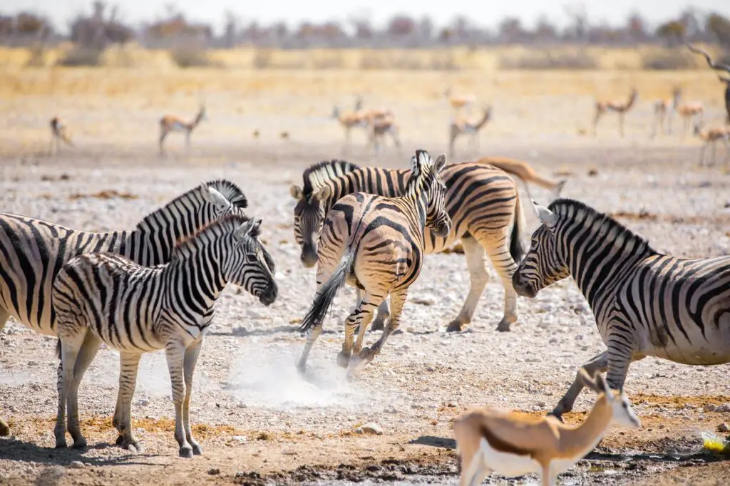 Zebras quenching their thirst at an Etosha waterhole, a serene moment amidst the wilderness.