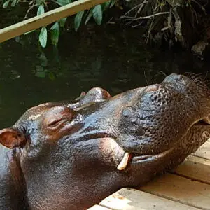 Jessica the Hippo in Hoedspruit