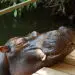 Jessica the Hippo in Hoedspruit