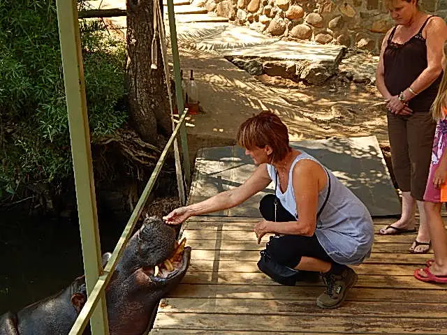 Jessica the Hippo in Hoedspruit