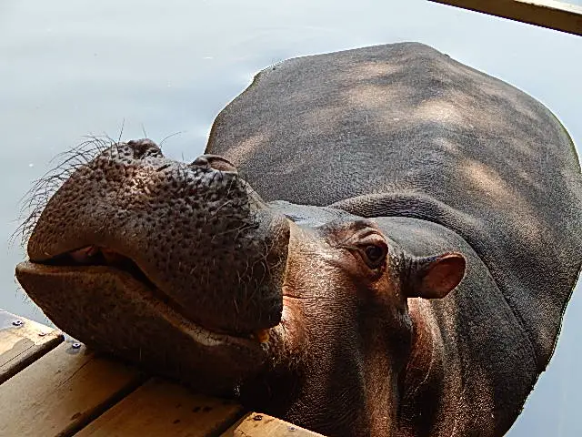 Jessica the Hippo in Hoedspruit