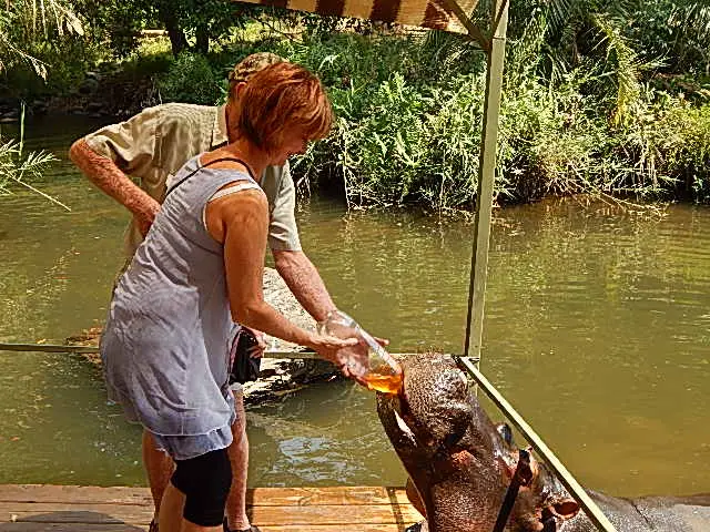 Jessica the Hippo in Hoedspruit