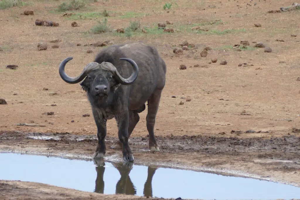 Addo Elephant National Park