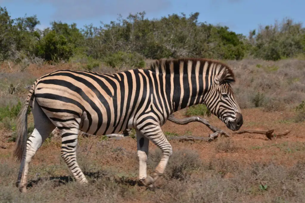 Addo Elephant National Park