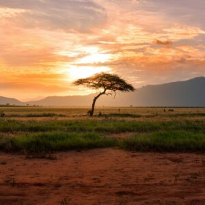 Tsavo East Kenya