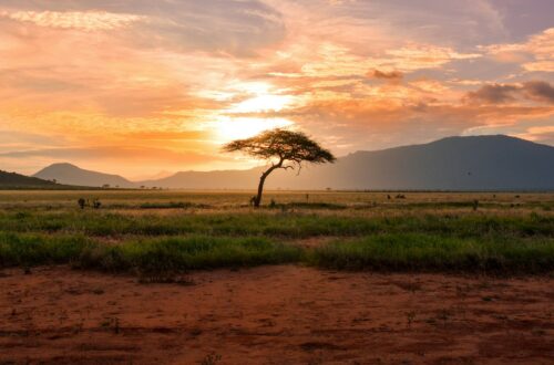 Tsavo East Kenya