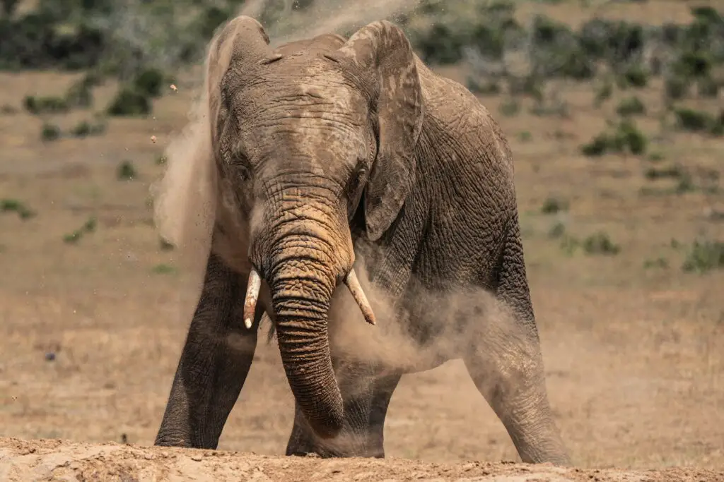 Addo Elephant National Park