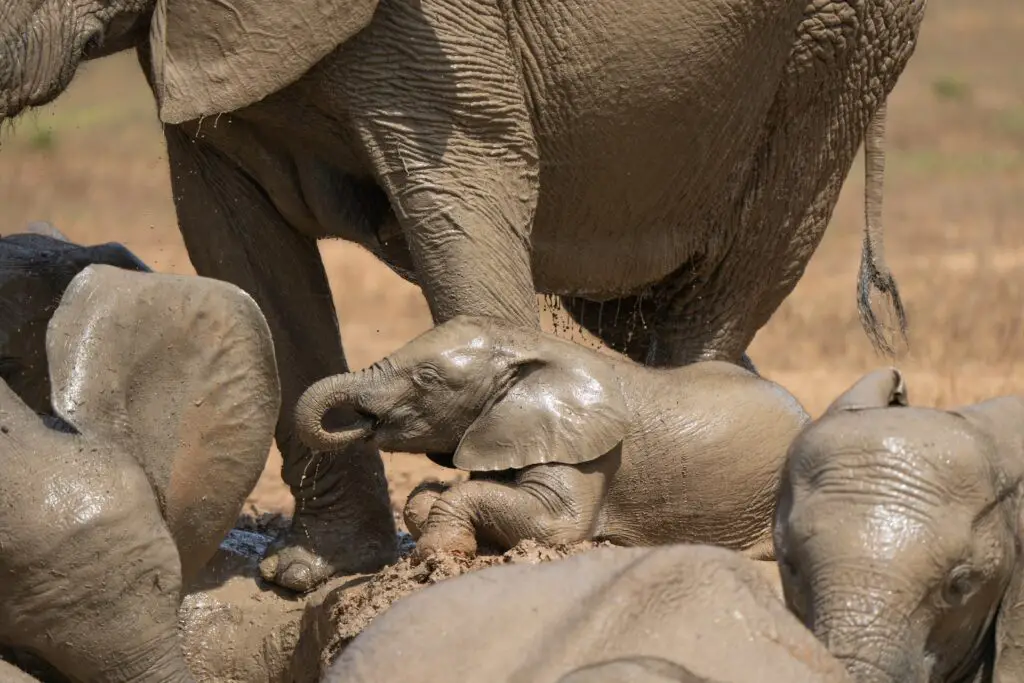 Addo Elephant National Park