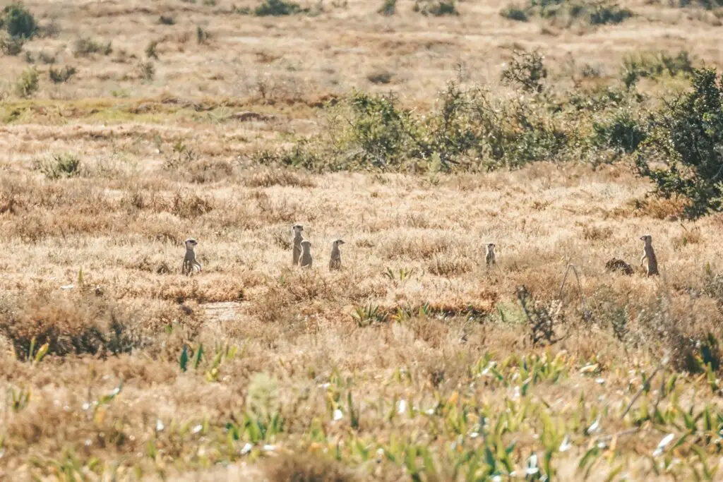 Addo Elephant National Park