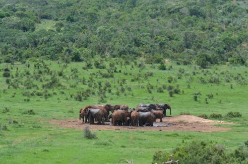 Addo Elephant National Park