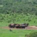 Addo Elephant National Park