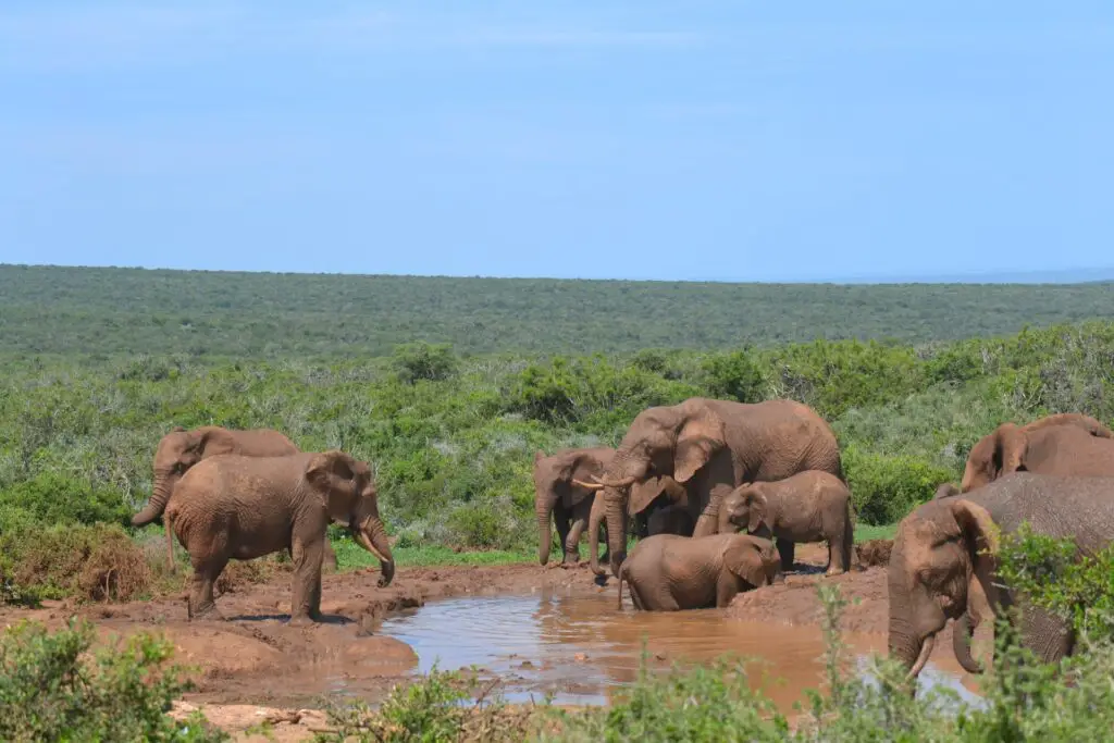 Addo Elephant National Park