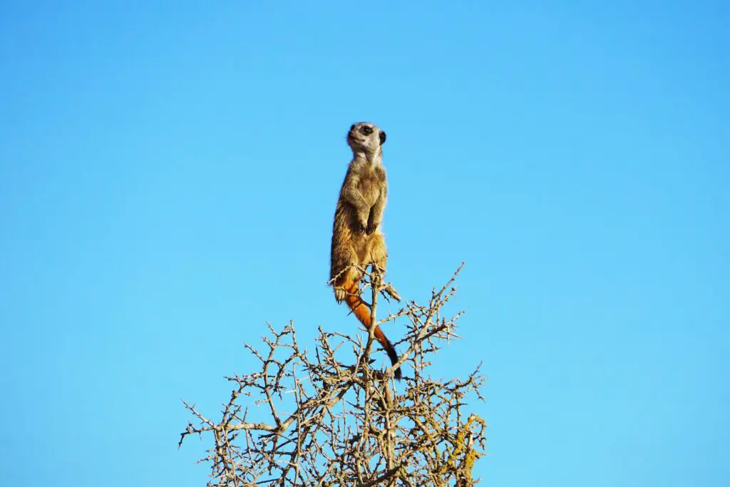 Addo Elephant National Park