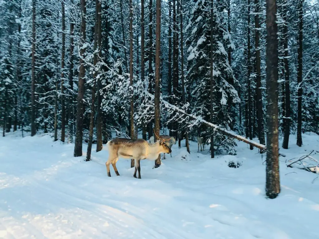 Christmas getaway
Rovaniemi
